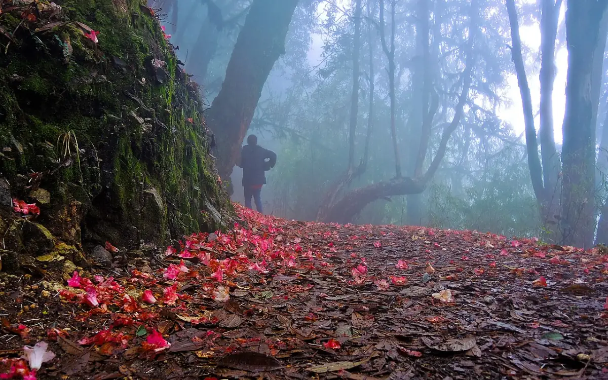 Rhododendron forest in bloom at Barsey Sanctuary, West Sikkim, in late April