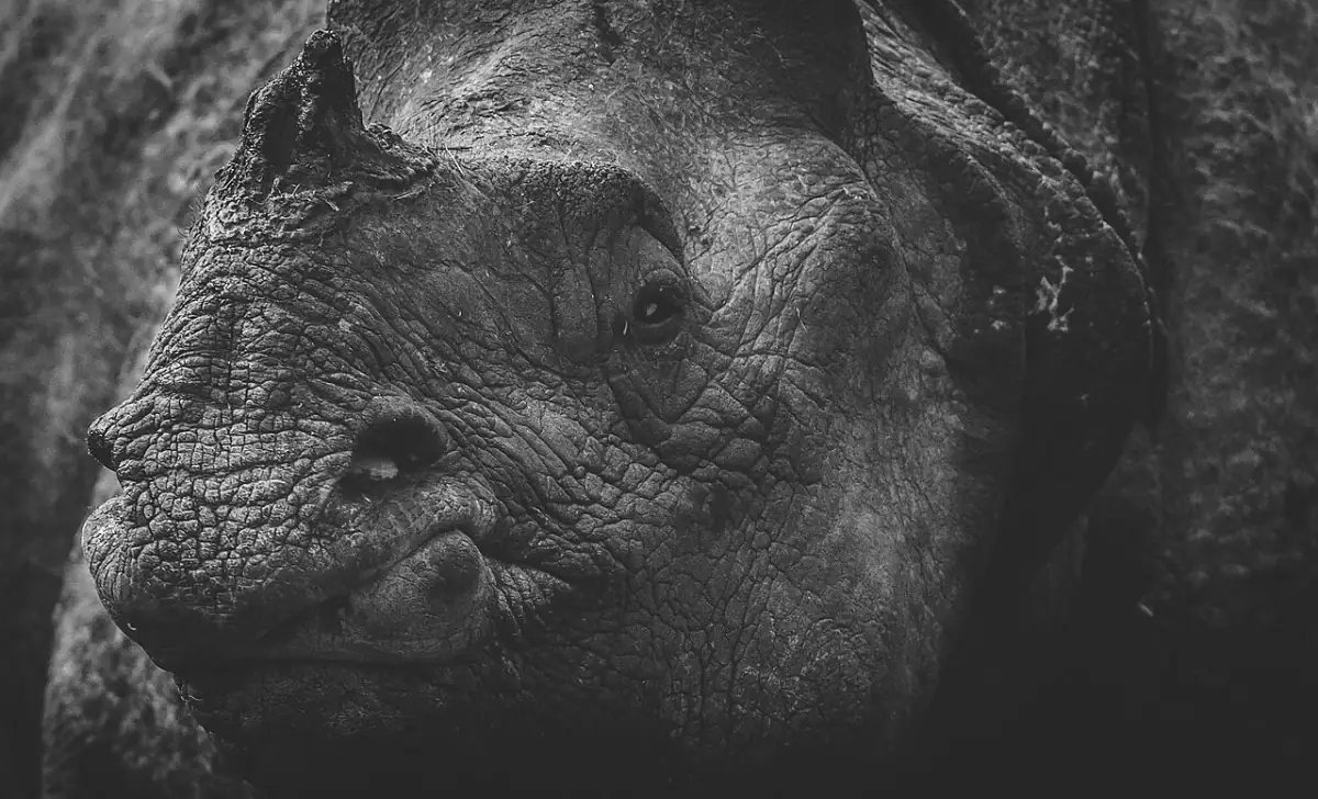 One-horned rhinoceros grazing in Jaldapara National Park, Dooars